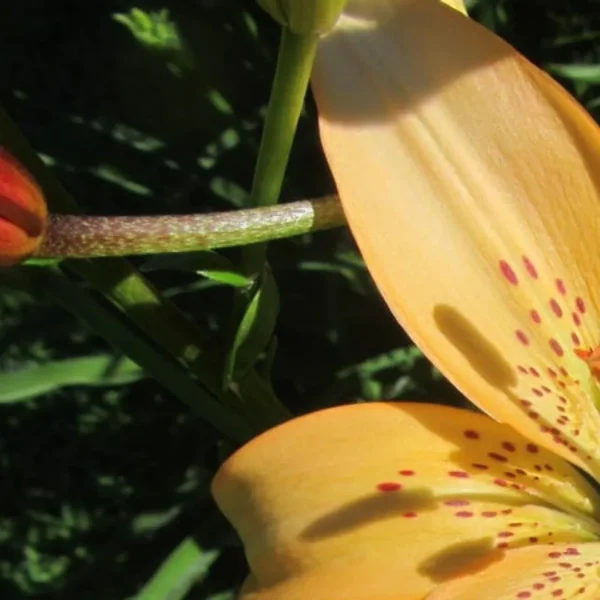 Pale orange lily petal with shadowed stamens