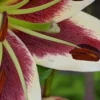 Close-up of burgundy and white lily bloom