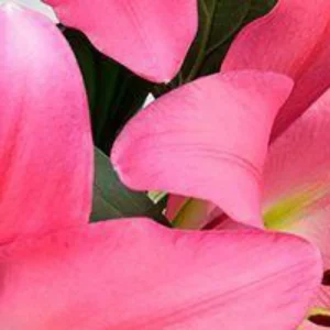 Close-up pink flower petals and green center