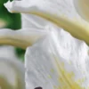 White lily close-up with yellow speckles
