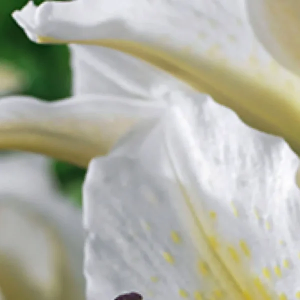 White lily close-up with yellow speckles