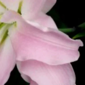 delicate pale pink lily petal close up