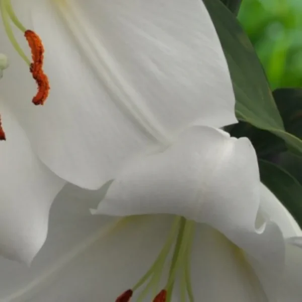 Close-up white lily with orange stamens
