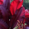 Close-up of vibrant red and purple flowers.