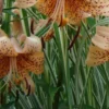 Orange lilies with spotted petals and leaves.