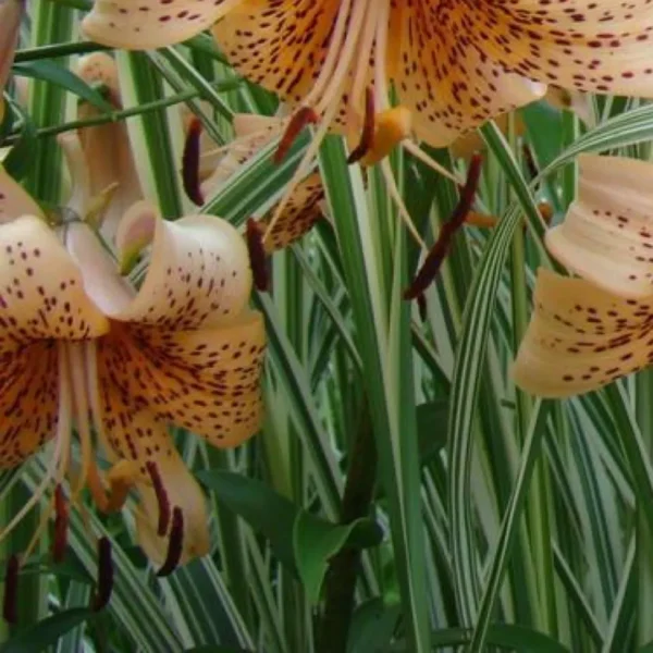 Orange lilies with spotted petals and leaves.