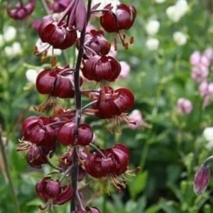 Dark red flowers with green blurred background.