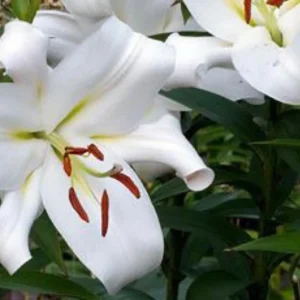 White lily blossom close-up with orange stamens