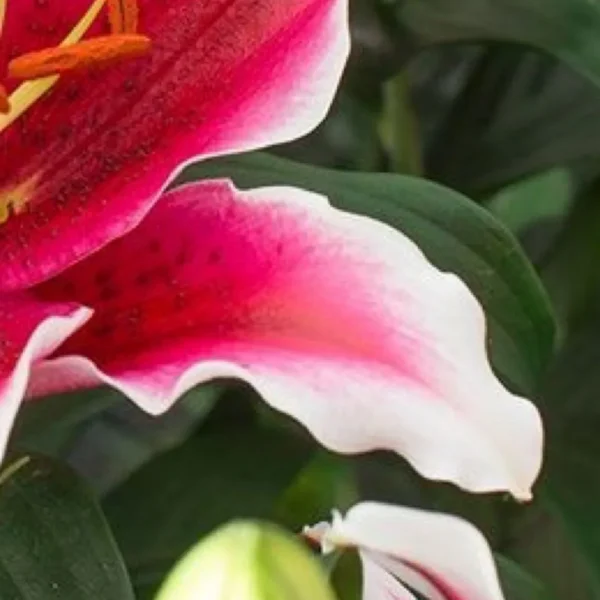 Close-up of a vibrant pink lily.