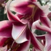 Close-up of vibrant pink and white lilies.