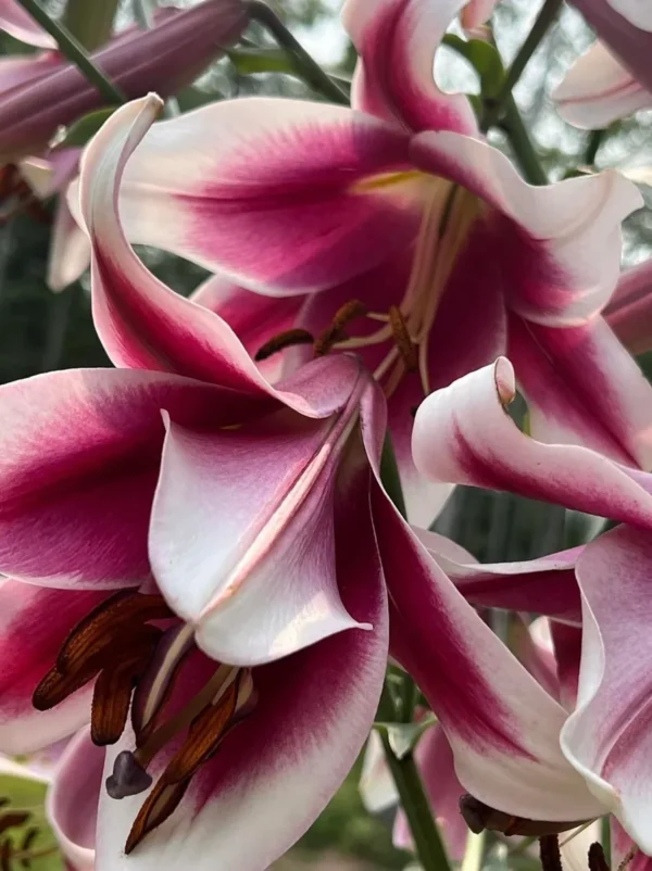 Close-up of vibrant pink and white lilies.