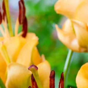 Creamy orange lily with prominent brown stamens
