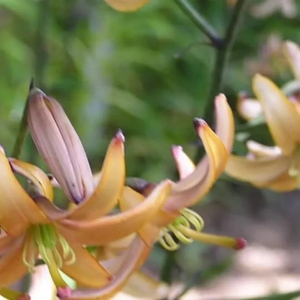 Orange lilies with green blurred background.