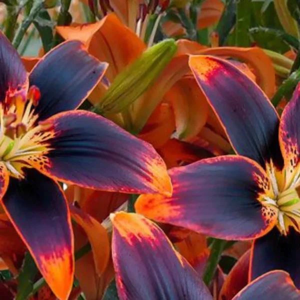 Dark and orange lilies in bloom.
