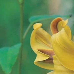 Yellow lily flower blooming outdoors.