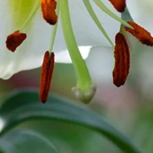 Close-up of lily stamens with brown anthers