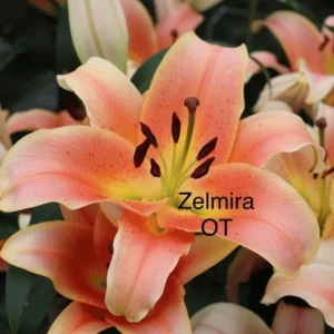 Zelmira peach-pink lily bloom close-up