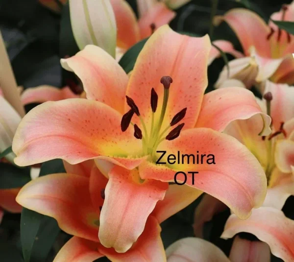 Zelmira peach-pink lily bloom close-up