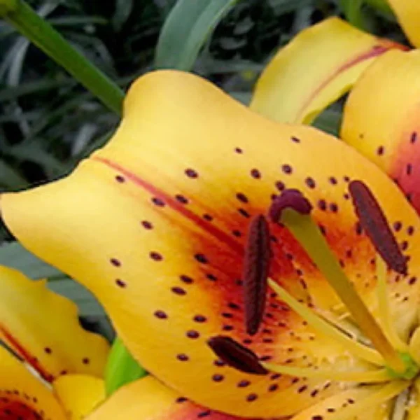 Vibrant orange yellow lily petals with dark anthers