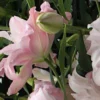 Delicate pale pink lily blossoms with buds