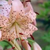 Speckled pink lily blossom with red stamens