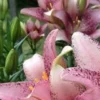 Pink spotted lilies with green buds