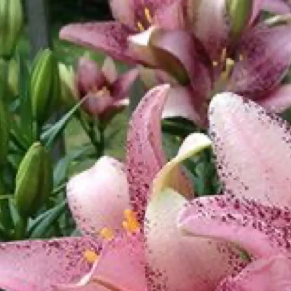 Pink spotted lilies with green buds