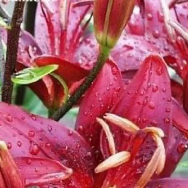 Close-up red lily blossoms with raindrops