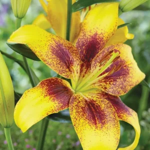 Yellow lily with maroon-speckled petals
