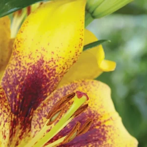 Close-up yellow lily with red speckles
