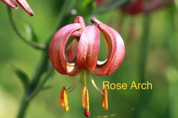Pink lily flower with text "Rose Arch".