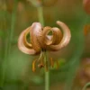 Brown flower with curled petals in focus.