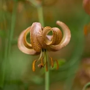Brown flower with curled petals in focus.