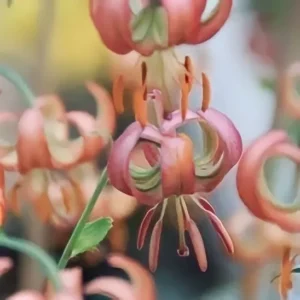 Orange curled flowers with green stems.