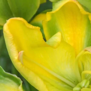 Macro view of ruffled yellow flower petals