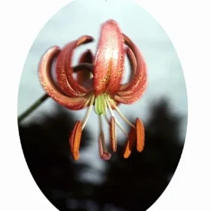 Pink lily flower against blurred background.