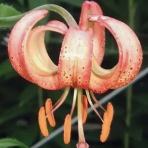 Orange and pink spotted flower in bloom.