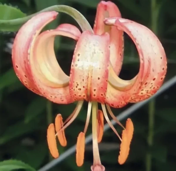 Orange and pink spotted flower in bloom.
