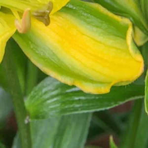 Close-up of yellow flower petal and leaves