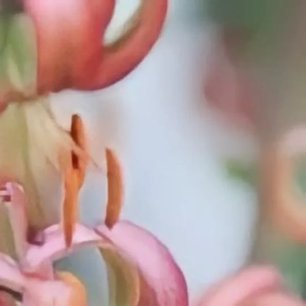 Close-up of pink and orange flowers.