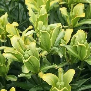 Green and yellow parrot tulip flowers.