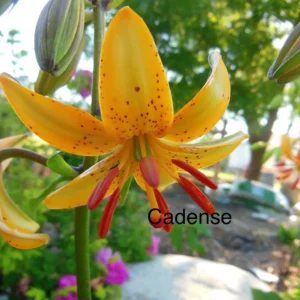 Orange lily with green background in garden.