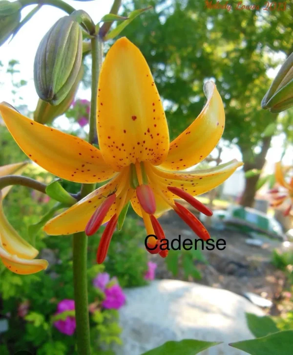 Orange lily with green background in garden.