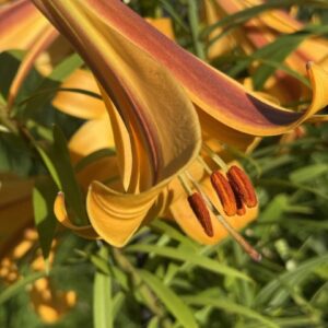 Side view curled orange lily showing anthers