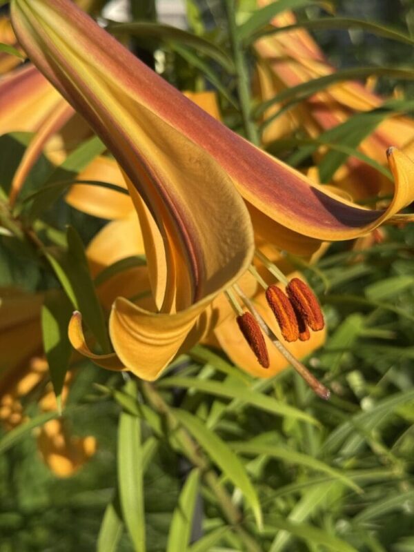 Side view curled orange lily showing anthers