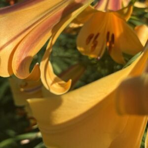 Curled golden lily petals with orange highlights