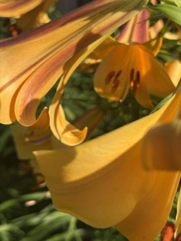 Curled golden lily petals with orange highlights
