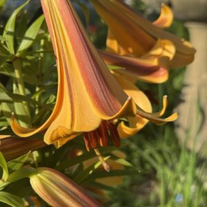 Orange lilies in sunlight, close-up view.