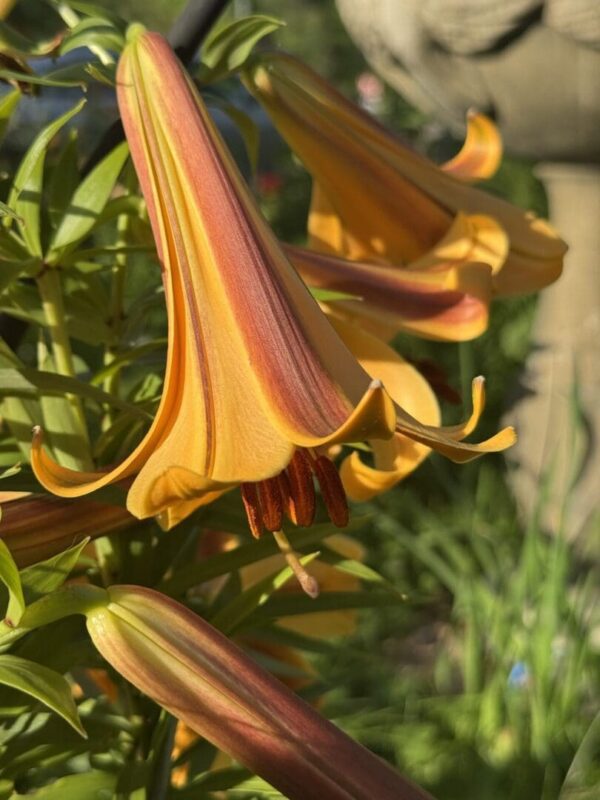 Orange lilies in sunlight, close-up view.