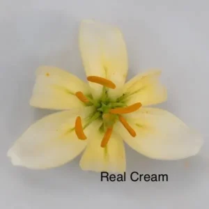 Close-up cream flower with orange stamens